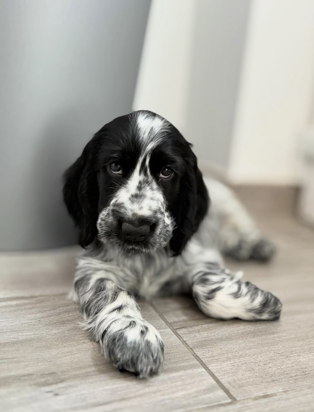 Azul. Male Azul. (Macho) - Imagen 1