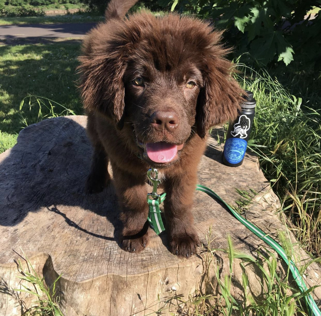 Azul. Male Azul (Macho) - Imagen 1