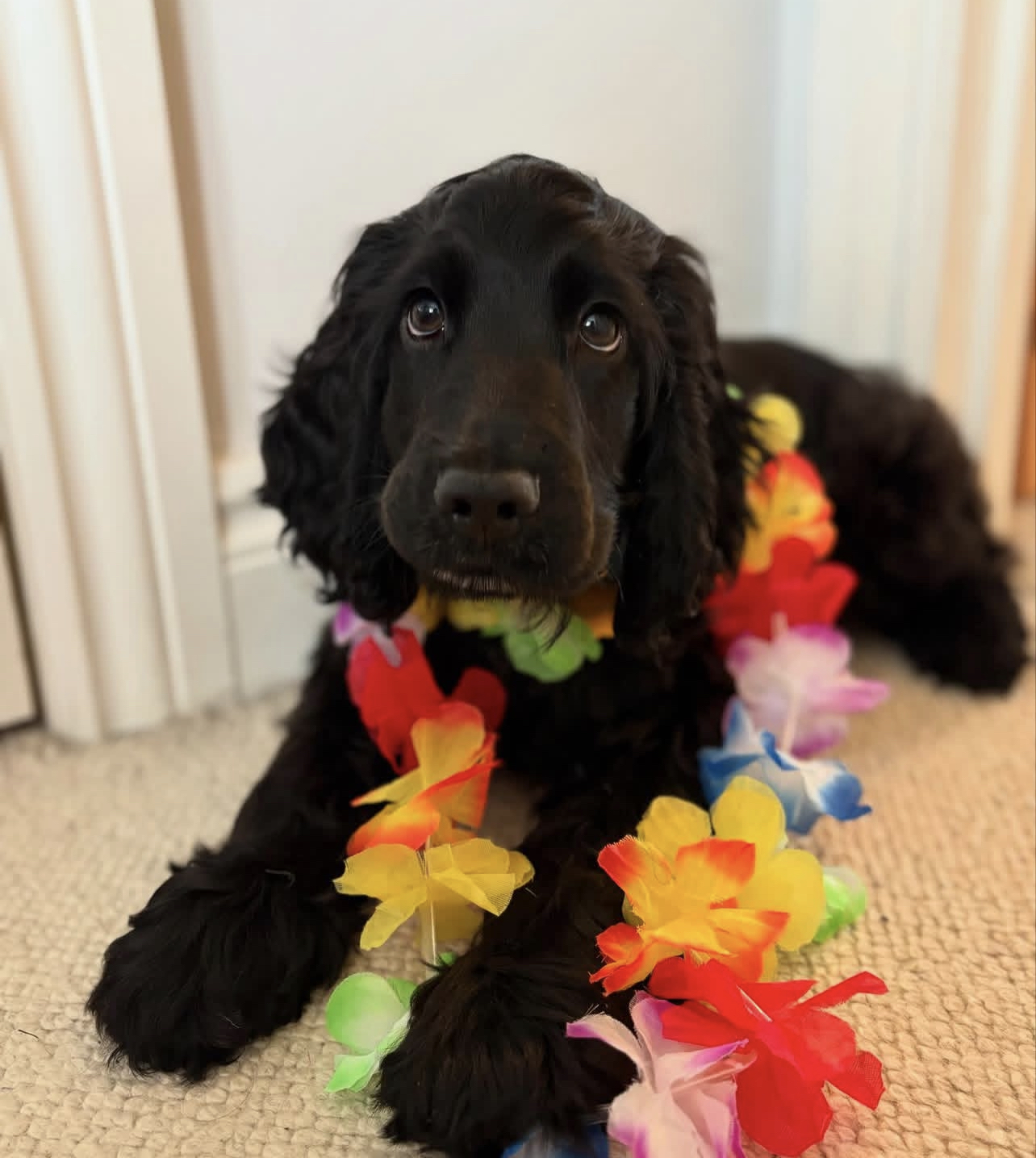 Bean. Male Bean. (Macho) - Imagen 1