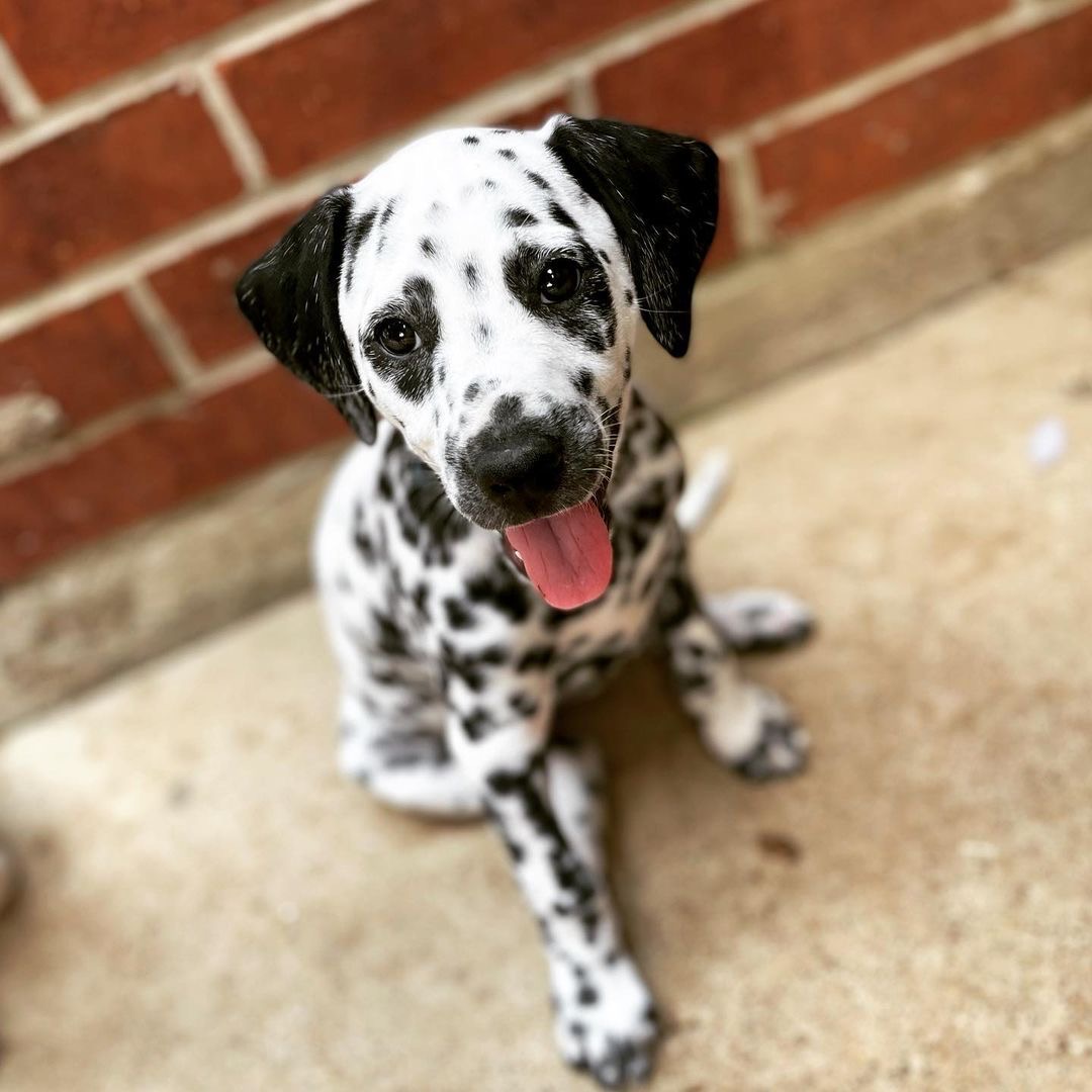 Carmen Female Carmen (Hembra) - Imagen 1