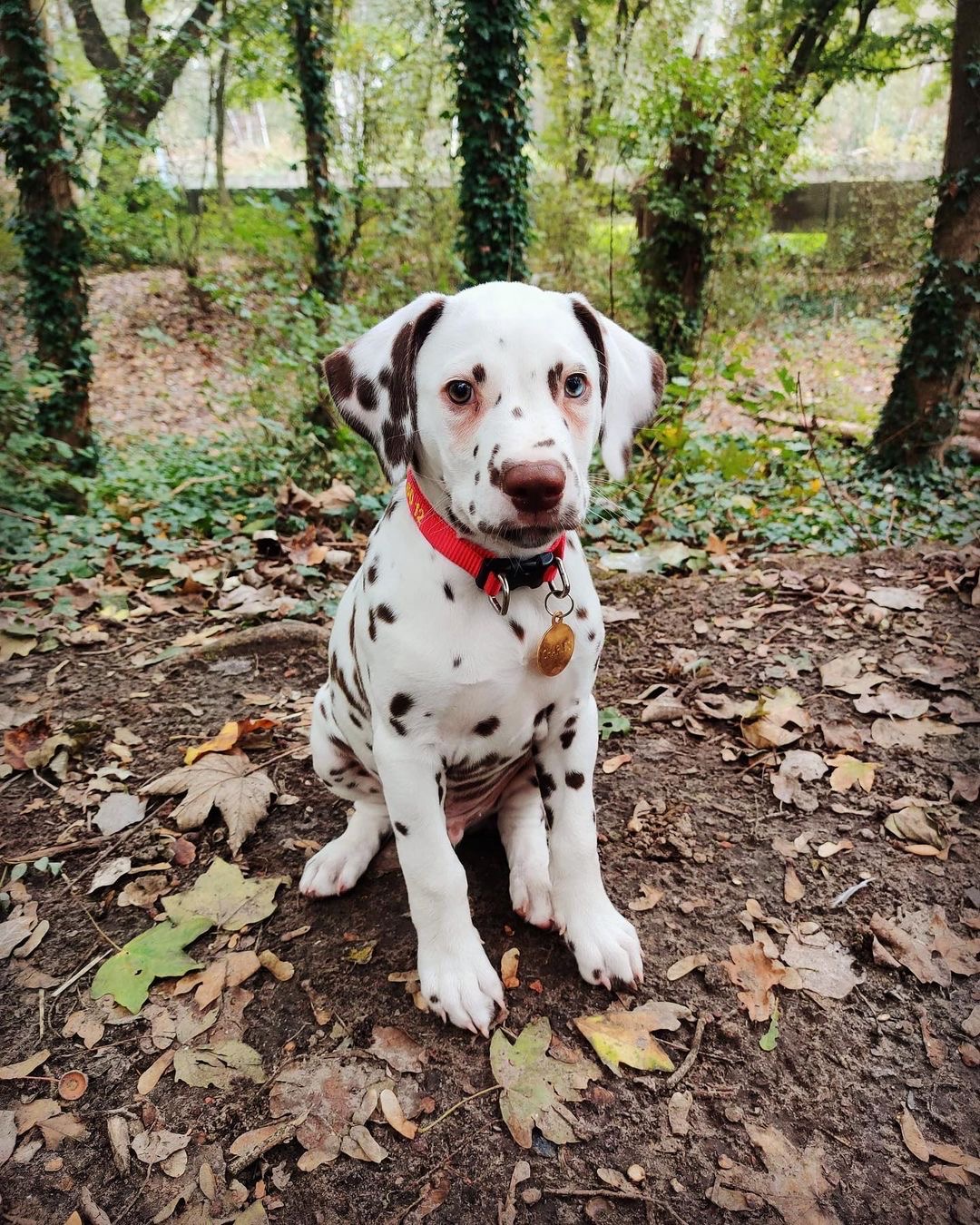 Charles Male Charles (Macho) - Imagen 1