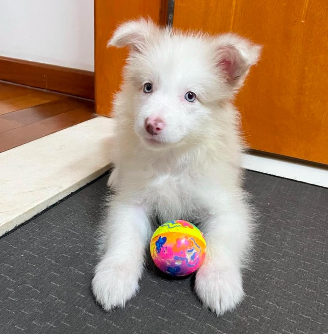 Chloe Female Chloe (Hembra) - Imagen 1