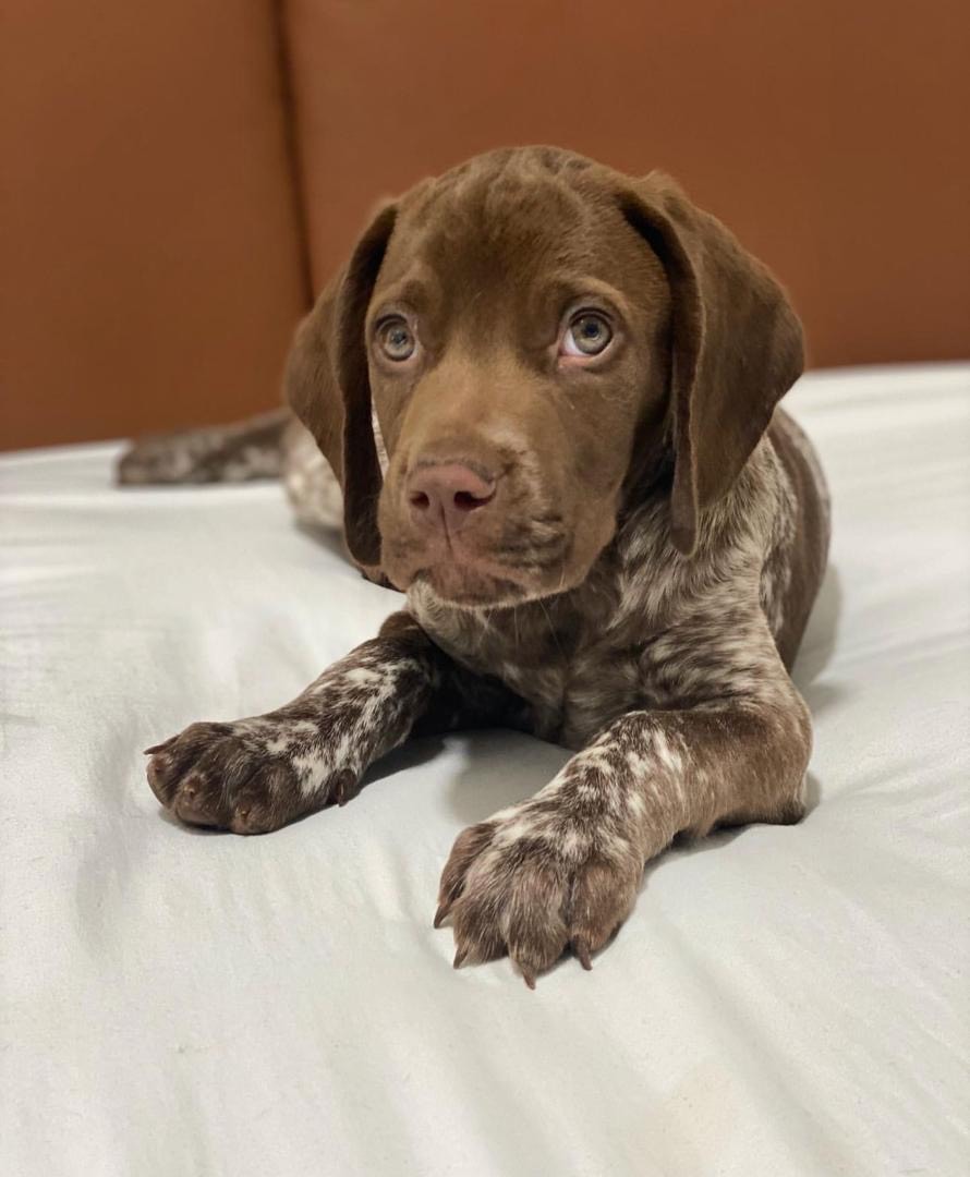 Copper Male 4 Copper (Macho) - Imagen 1