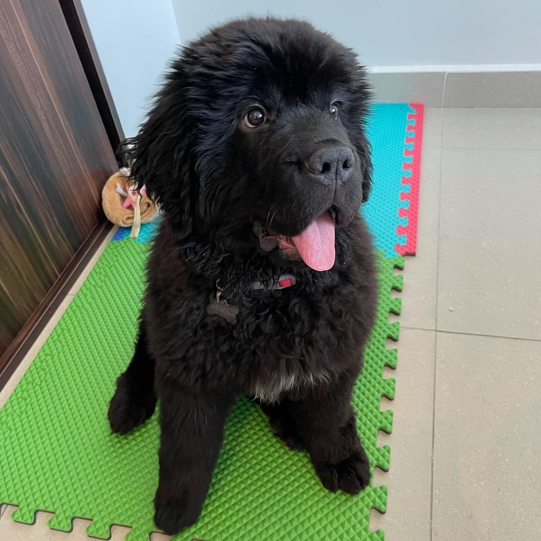 Estrella Female Estrella (Hembra) - Imagen 1