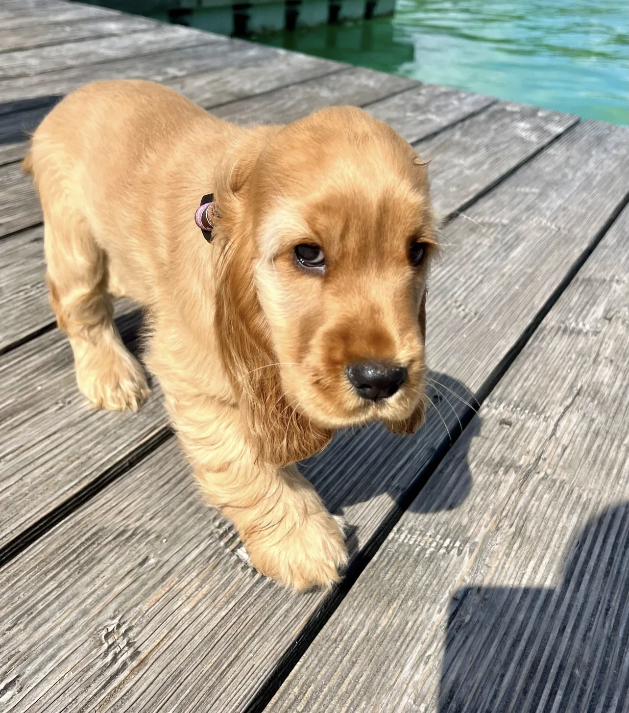 Frida. Female Frida (Hembra) - Imagen 1