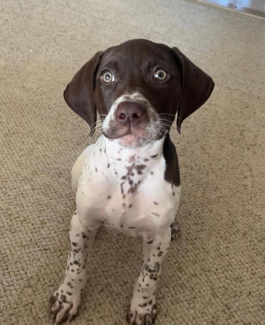 Grizzly Female Grizzly (Hembra) - Imagen 1