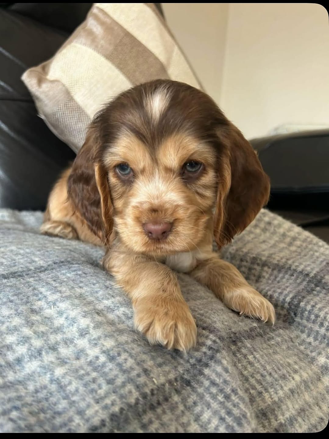 Jack Male Jack Macho - Imagen 1