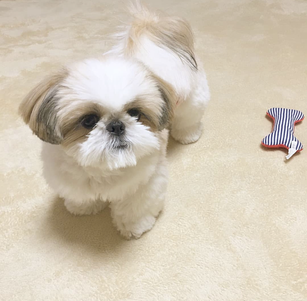 Lola Female Lola (Hembra) - Imagen 1