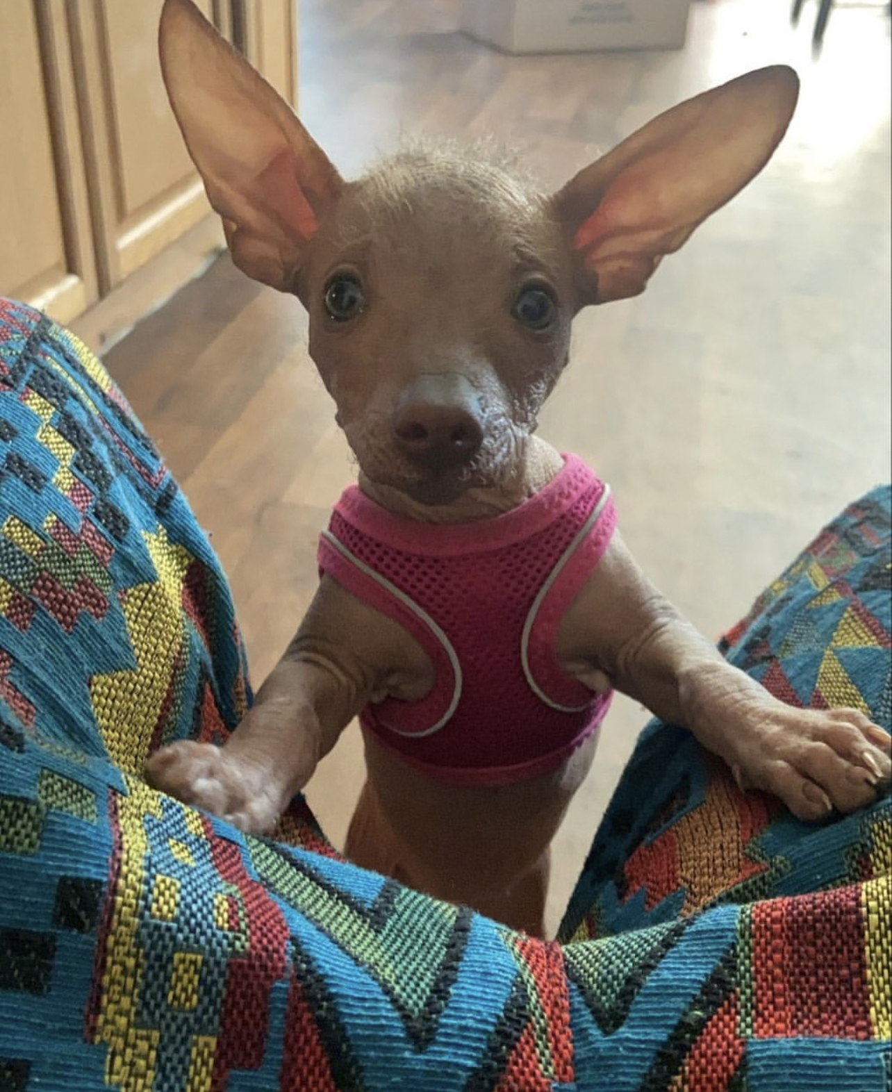 Lola Female Lola (Hembra) - Imagen 1