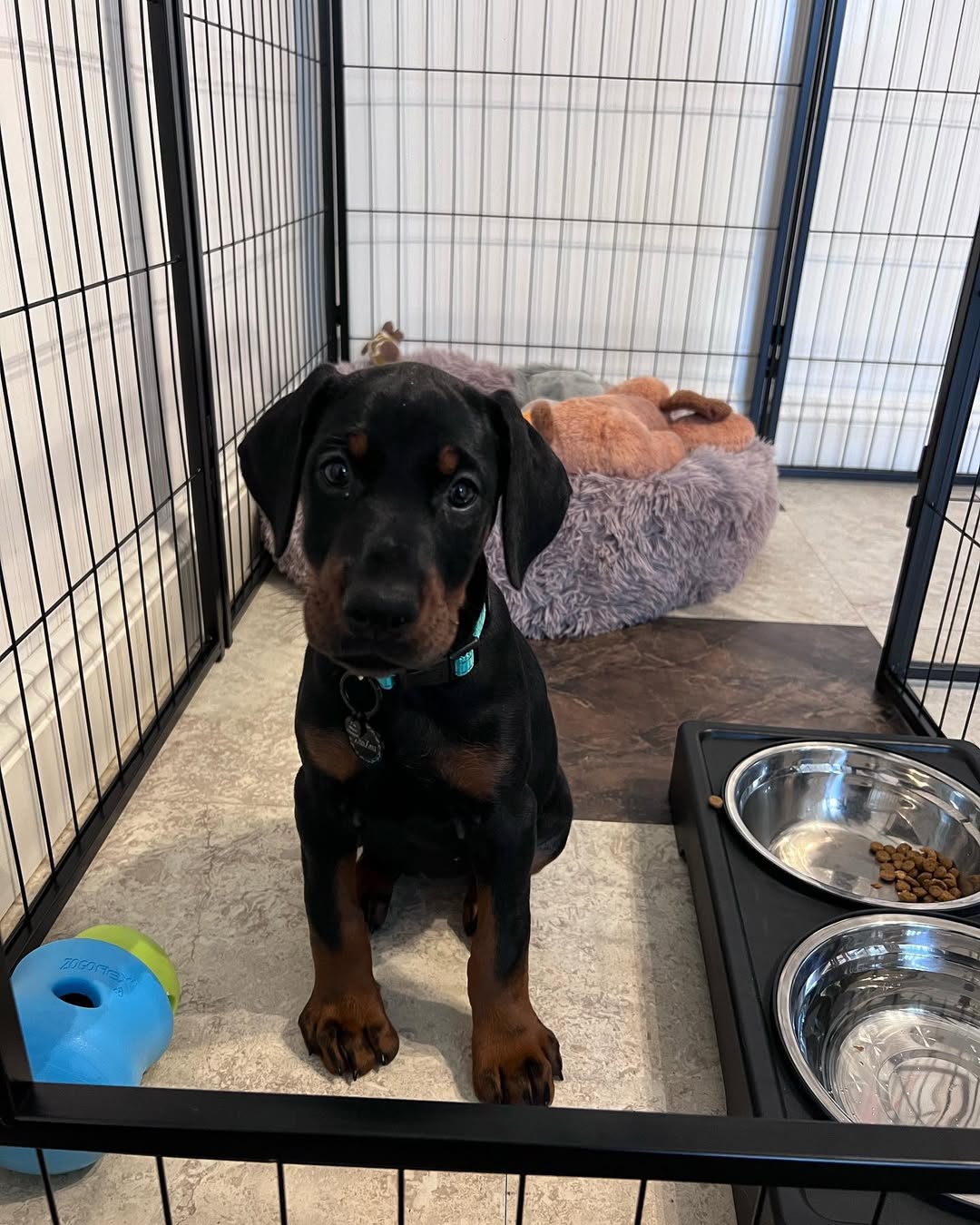 Lola. Female Lola (Hembra) - Imagen 1