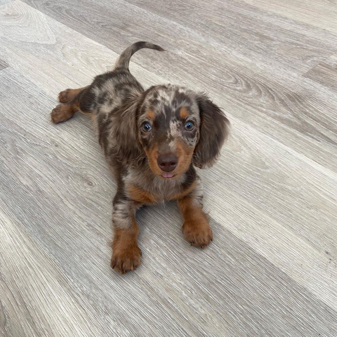 Lucky Male Lucky (Macho) - Imagen 1