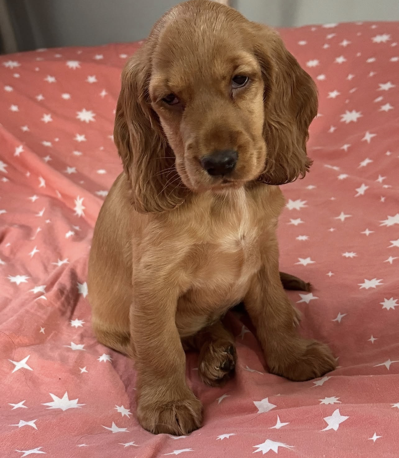 Luna. Female Luna (Hembra) - Imagen 1