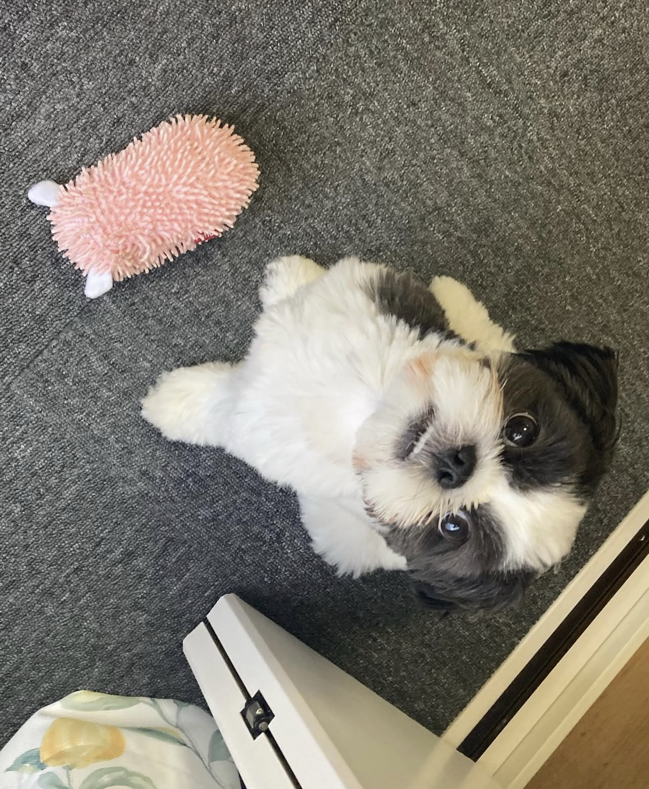 Maggie. Female Maggie (Hembra) - Imagen 1