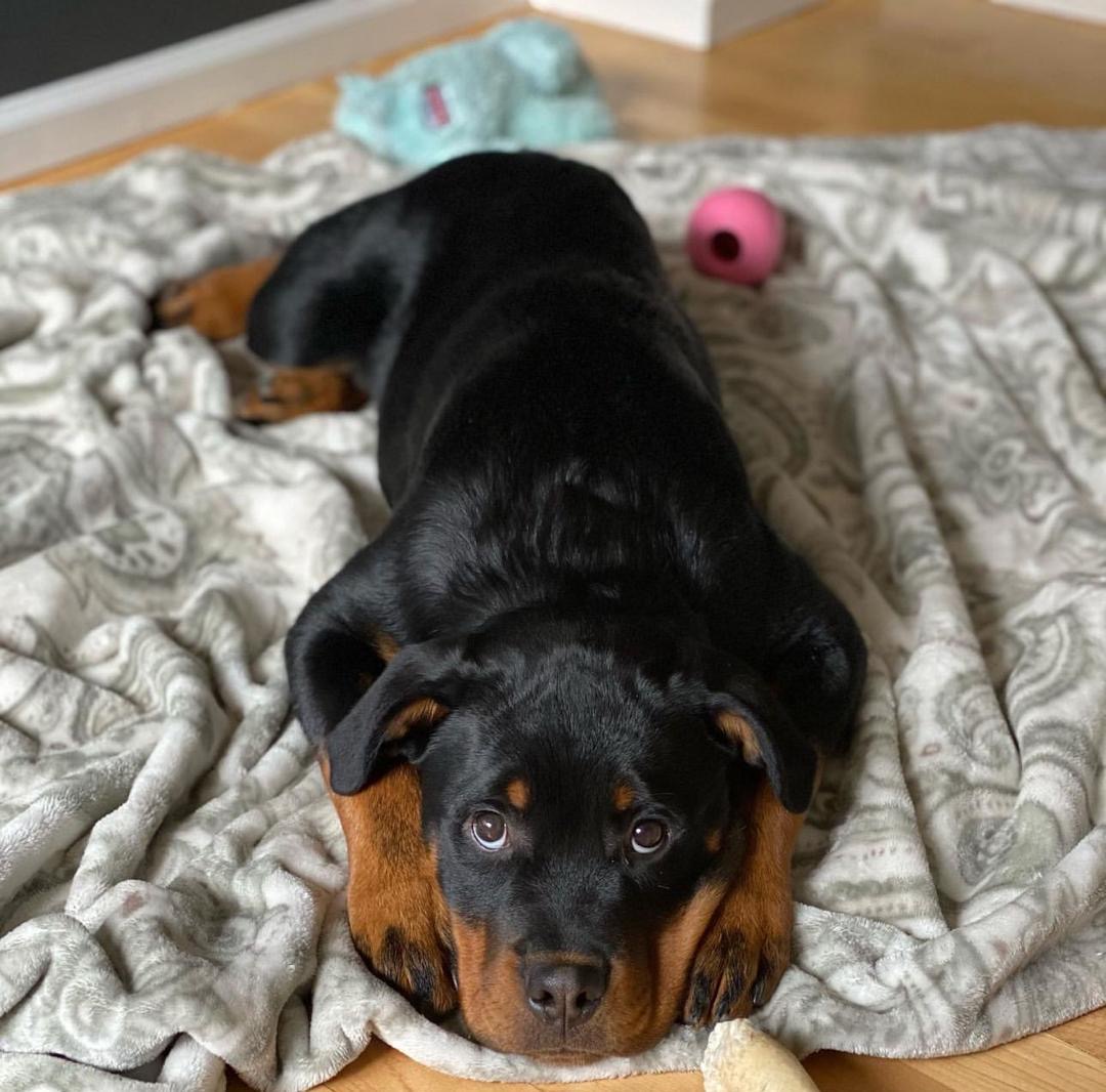 Marco. Male Marco (Macho) - Imagen 1