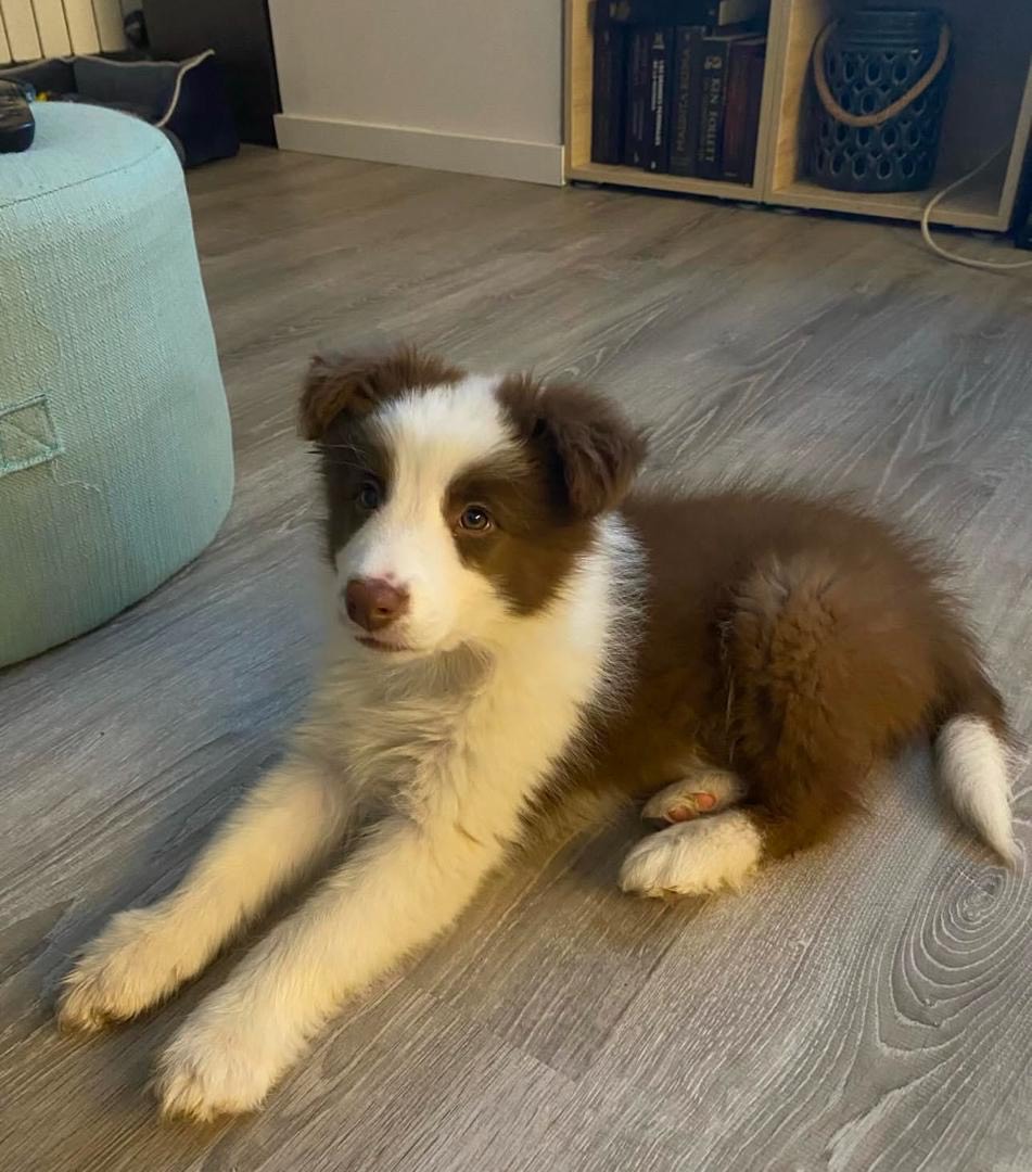 Max male Max (Macho) - Imagen 1