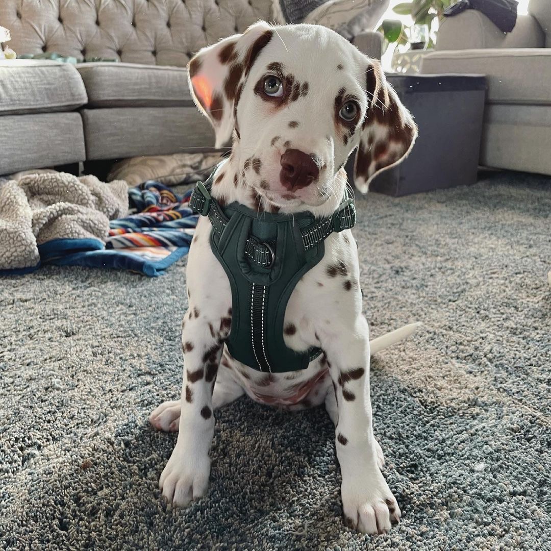 Millie Female Millie (Millie (Hembra) - Imagen 1