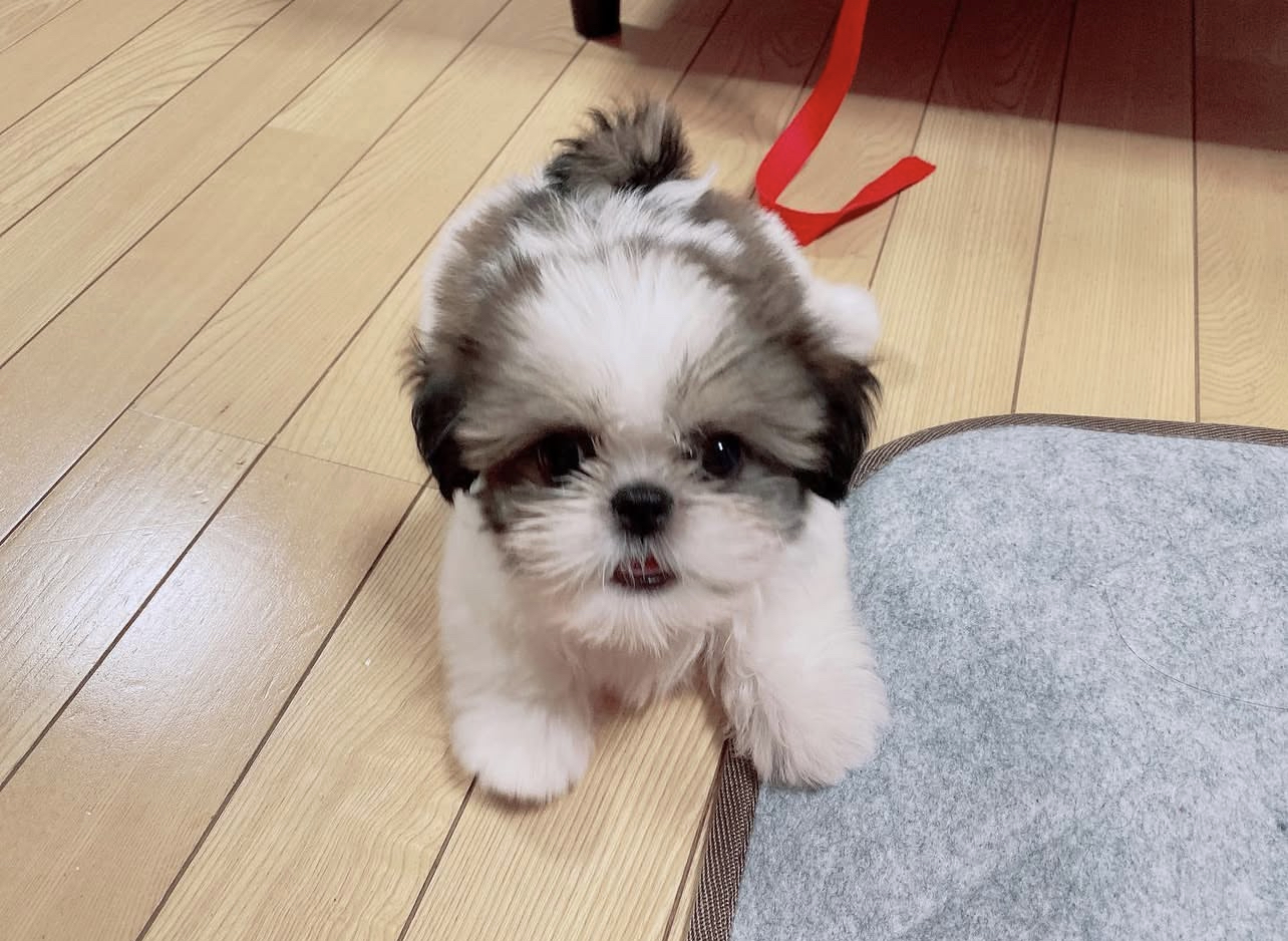 Rita female Rita (Rita (Hembra) - Imagen 1