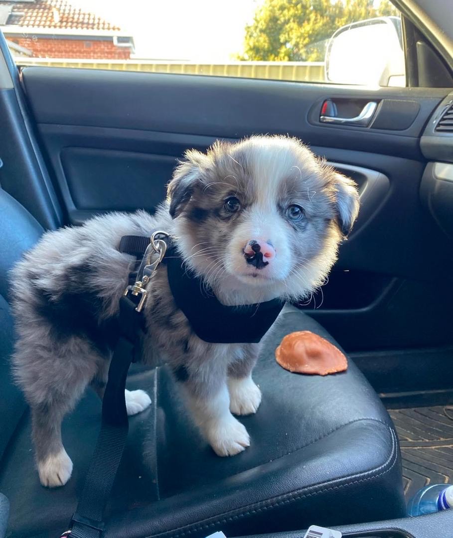 Rosie Female Rota (Hembra) - Imagen 1