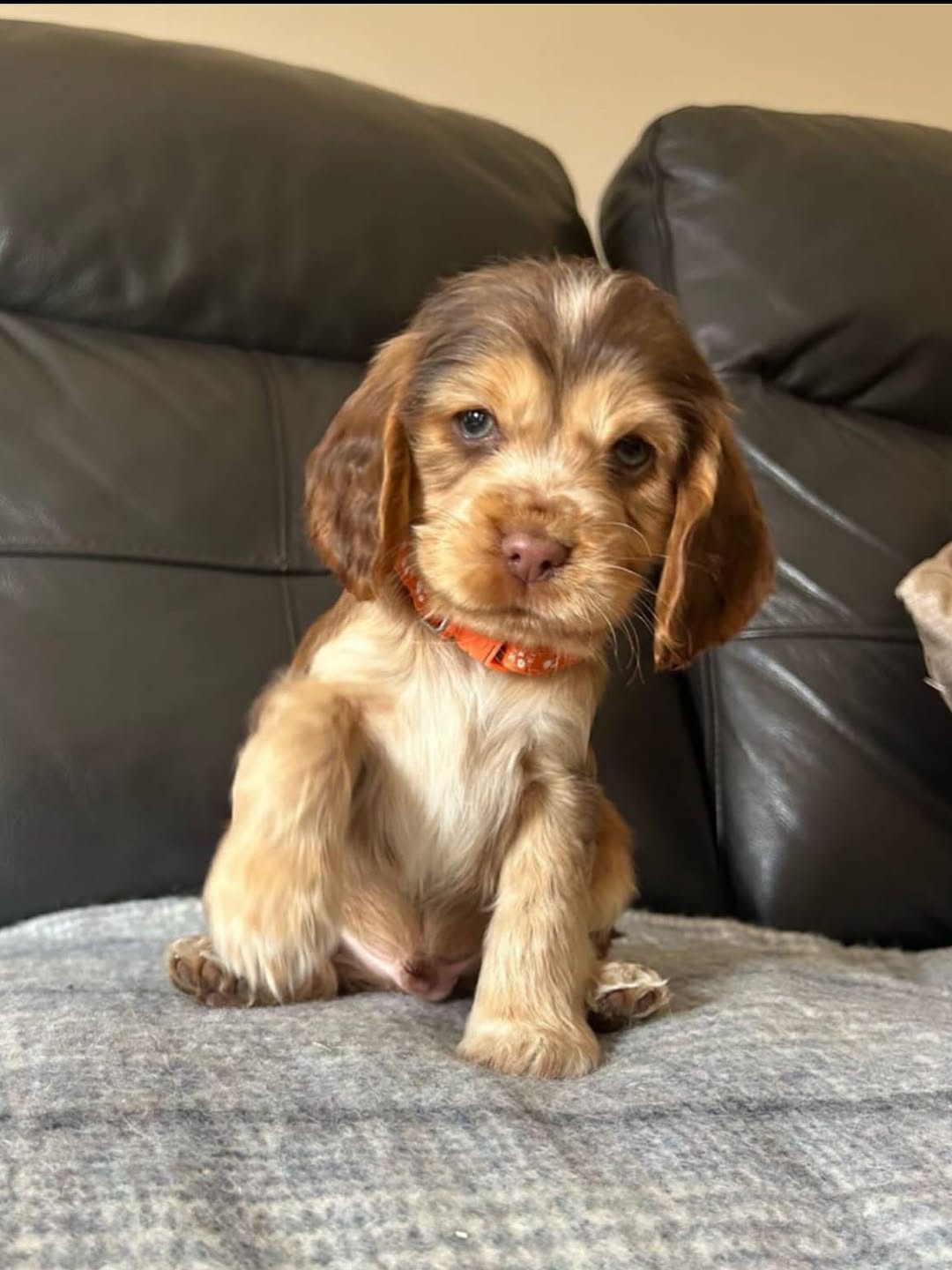 Teddy Male Teddy (Macho) - Imagen 1