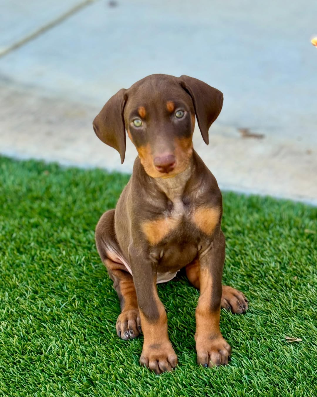 Xena Female Xena(Hembra) - Imagen 1