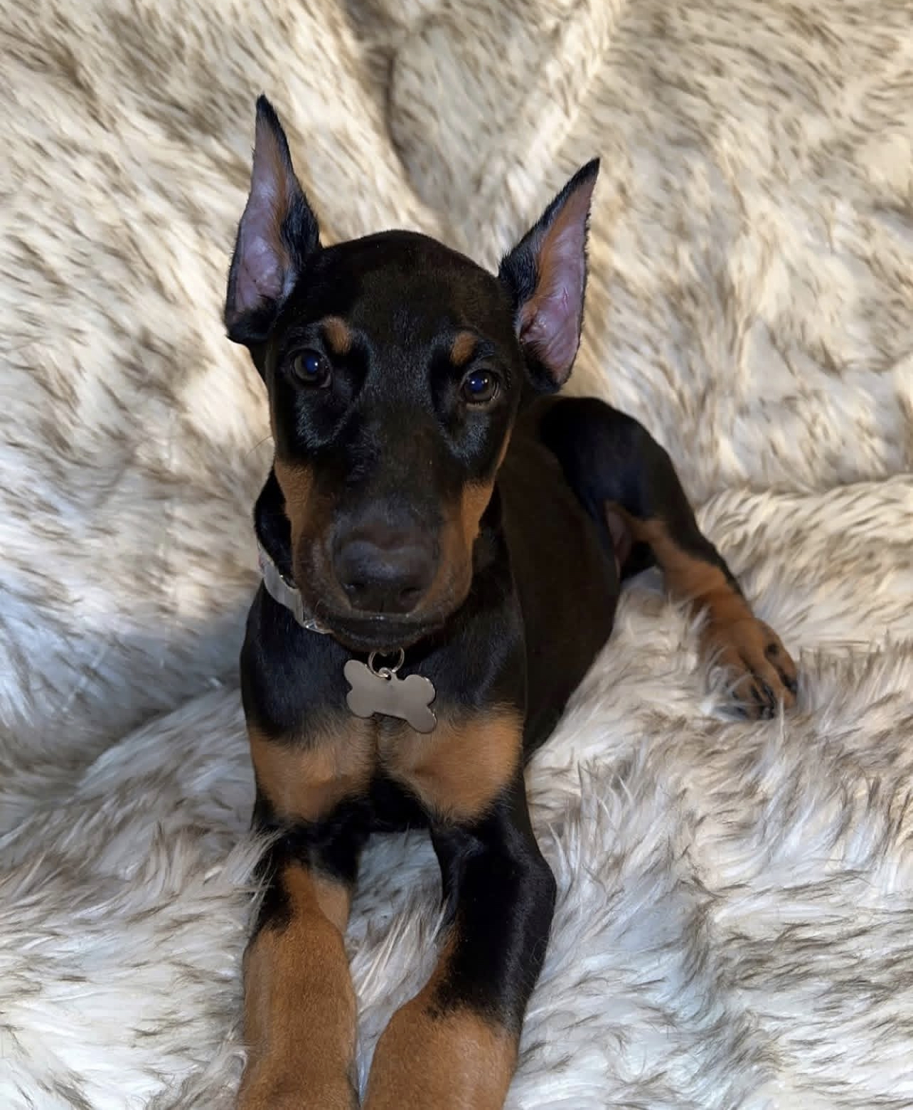 Zara Female Zara (Hembra) - Imagen 1