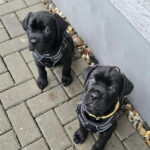 Zeus and   Thor     (Macho)