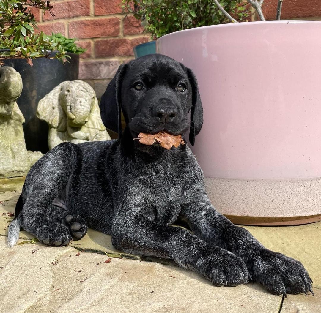 Zoey Female Zoey (Hembra) - Imagen 1