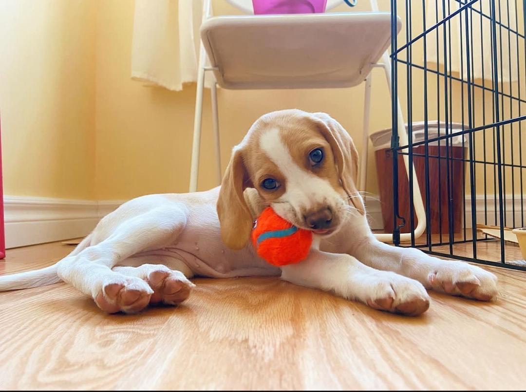 Amor Female Amor ( Hembra ) - Imagen 1