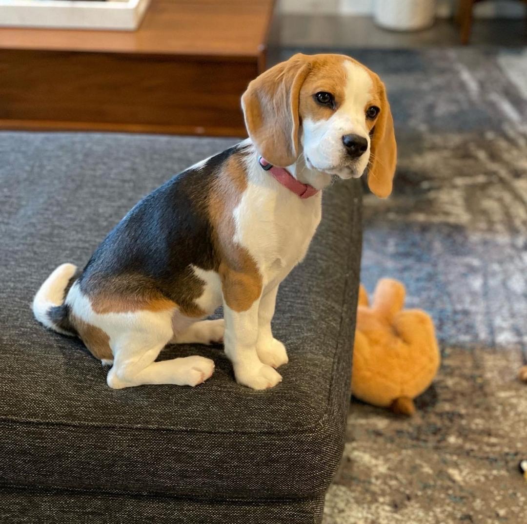 Matina Female Matina ( Hembra ) - Imagen 1