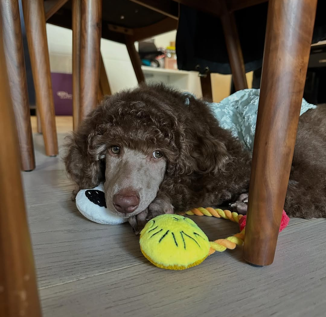 Goldie Female Goldie ( Hembra ) - Imagen 1