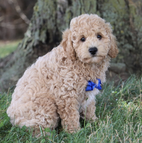 Baxter Male (1) Baxter ( Macho ) - Imagen 1