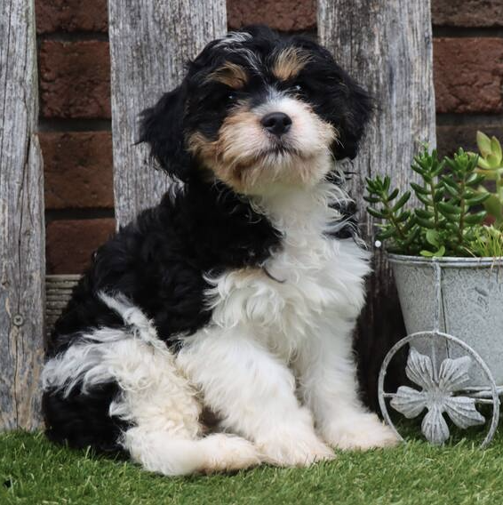 Oscar Male (3) Oscar ( Macho ) - Imagen 1