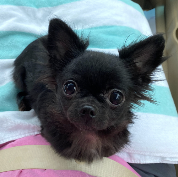 Salem Male (1) Salem ( Macho ) - Imagen 1